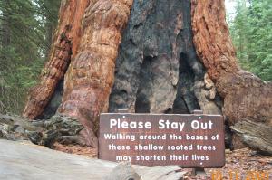 Giant Redwood image