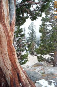 Trees in Yosemite image