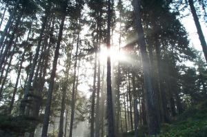 Sun through the trees image