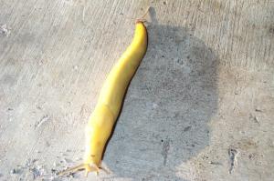Banana slug image