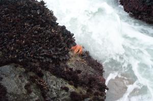 Starfish on the rocks image