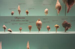 Shells in the Smithsonian image