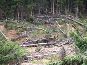 Downed trees image