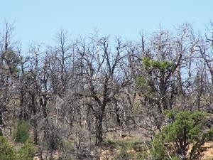 Burned trees at Mesa Verde image