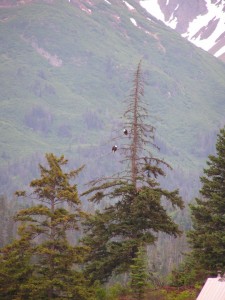 Bald Eagles in tree image