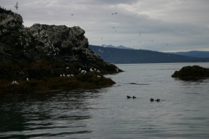 Saegulls and Otters image