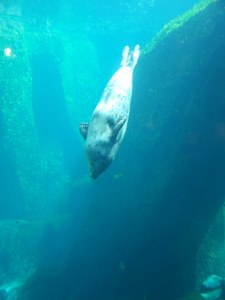 Harbor Seal image