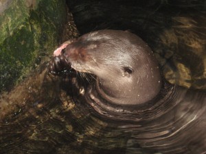 An Otter image