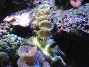 Corals image