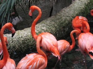 Pink Flamingos image