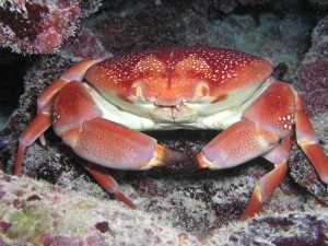 A crab image