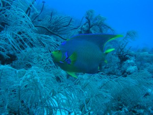 Parrot fish image