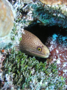 Moray eel image