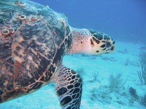 Sea Turtle image