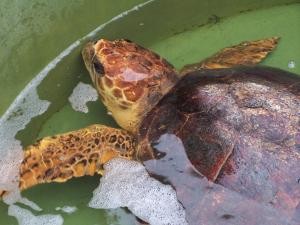 Injured turtle image