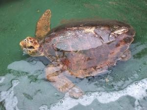 Injured turtle image