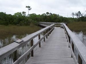 Bridge across a swamp image