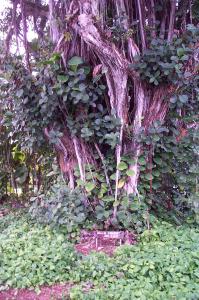 Amelia Earhart banyan tree image
