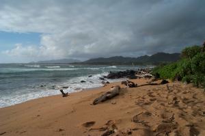 Beach scene on Kauai image
