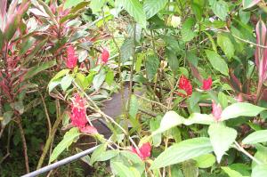 Botanical gardens Hilo image