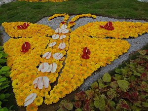 Flower display shaped like a butterfly image