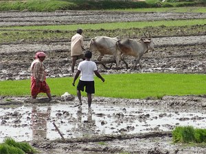 Planting rice image