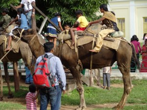Riding camels at Mysore palace image