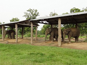Elephant barn image