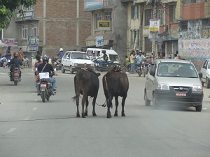 Cows walking down the street image