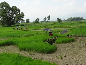 Workers in a rice field image