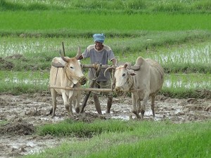 Plowing a rice field image