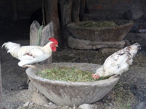 Chickens eating from a stone bowl image