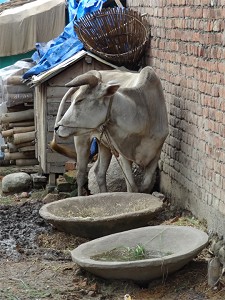 Cow with stone bowls image