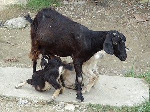 Mother goat and kids image