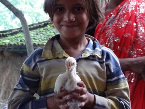 Child and chicken image