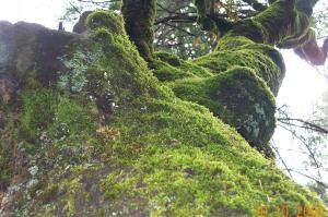 Tree moss image
