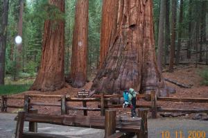 Giant Redwood image
