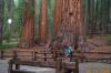 Giant Redwood by Elton Smith
