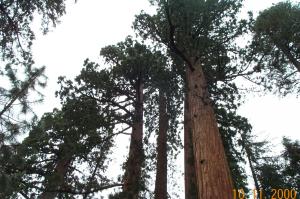 Giant redwoods image