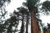 Giant redwoods by Elton Smith
