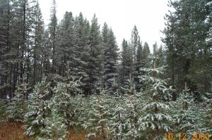 Snow on the trees image