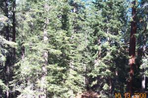 Trees in Yosemite image