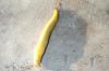 Banana slug by Elton Smith