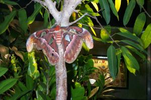 Atlas moth image