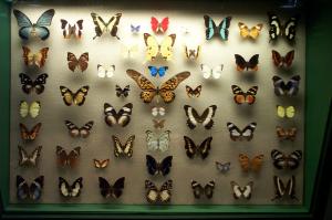 Moths image