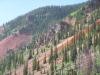 Trees on a mountain side