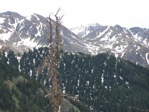 A dead tree high in the mountains image