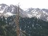 A dead tree high in the mountains