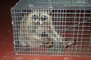 Racoon in a cage image