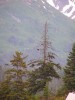 Bald Eagles in tree